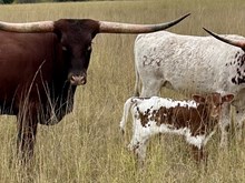 EXCURSION X LM HIGH NOON