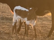 Excursion x Majical bull