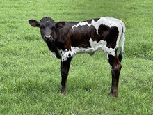 Wildfire x Black Betty heifer calf