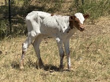 Wildfire x Rio Angel bull calf