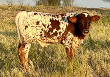 WILDFIRE x PRINCESS BULL CALF
