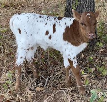 KDK Wildfire X H6 Nova heifer calf