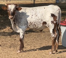 Wildfire x Bella bull calf