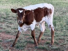 Excursion x Majical bull