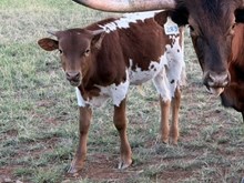 EXCURSION X LM HIGH NOON