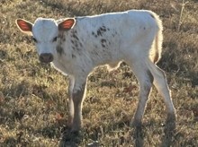 EXCURSION X LEGEND OF FALL heifer