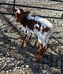 J7 MIRACLE SCORPIUS 🇺🇸