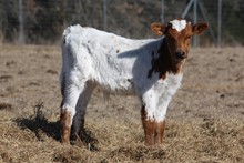 KDK Valiant's Minerva's bull calf