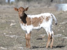 KDK ADVENTUROUS LILO