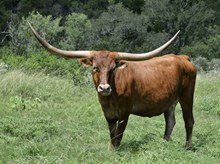 PACIFIC LUCKY STREAK