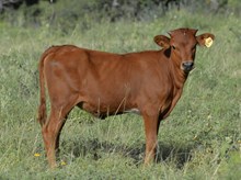 KDK LEO’S NALA 546