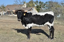 KDK ALADDIN’S POPPY