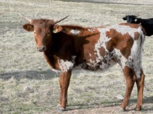 KDK PEG’S PRISCILLA