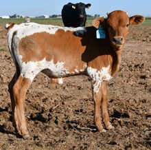 Hercules X TX Mermaid