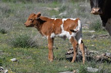 KDK Southern Cross