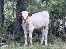 KDK SULLY 534
