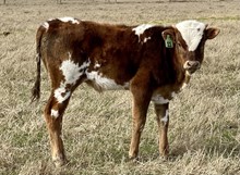 Bull calf (KDK Wildfire x Cowboy Comfort)
