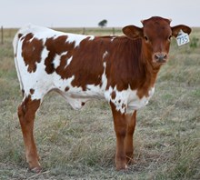 Hercules X Commotion heifer