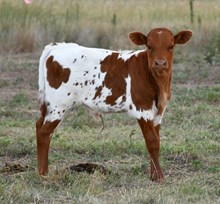 Hercules X First Kiss bull