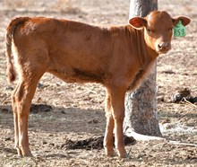 Hercules X Dream Heifer