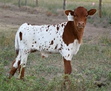 Hercules X Wynonna bull
